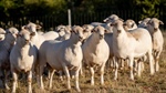 Tightening lamb supply set to expose structural issues in east coast processing