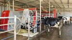 Dairy farm in the South-West punches above its weight with robotic aid