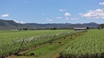 Outstanding irrigation farm with excellent water heads to auction | Video