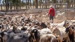'Collapse in trade': opportunistic markets in goatmeat trade prove volatile