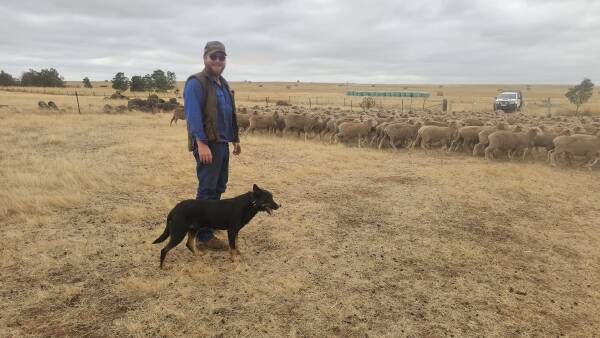 Inside the strategy: why this young farmer went all in on Merino fine wool
