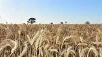 Indo wheat deal with US raises Aussie concerns about free trade viability