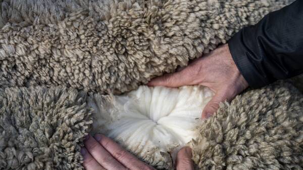 How a company's rebrand relates to new rolling contracts for Aussie growers