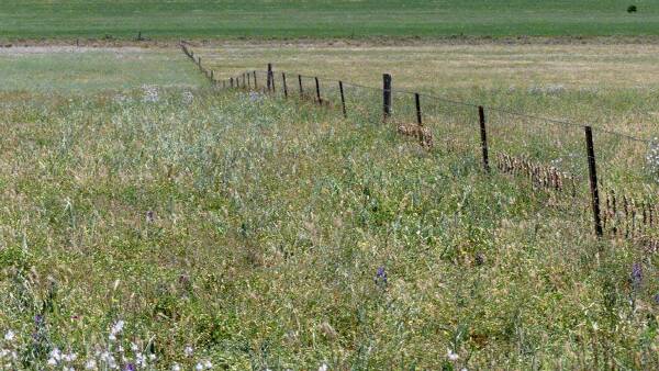 Chance to buy a sizeable Mid North farm for well under $1000 per acre