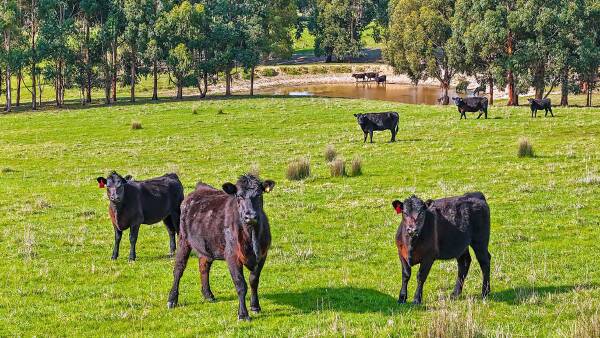 'Blue chip' farm in SA's Hindmarsh Valley finds a buyer after two years