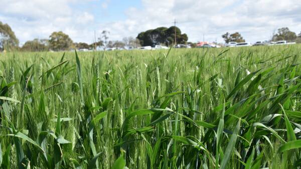 Dry start means farmers shoring up crown rot protection via seed treatment