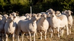 Beyond the numbers: unpacking the shifts in global demand for sheepmeat