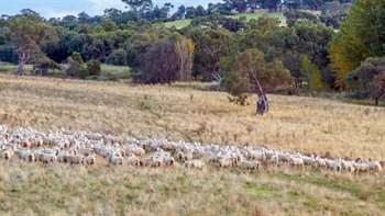 Premier Macedon Ranges sheep property returns to market near Kyneton