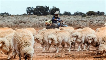 The secrets to farming Australia's driest sheep country revealed