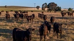 South Korea climbs in market rankings as beef exports hold near record pace