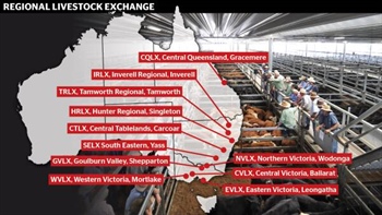 Feedlot buying buzz spreads to investors eyeing 'unique' RLX saleyard group