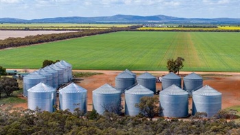 Wheat markets roar back to life: what a new report tells Aussie growers