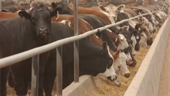 GrainCorp tips feedlot demand to lure WA grain east as on-farm stocks shrink