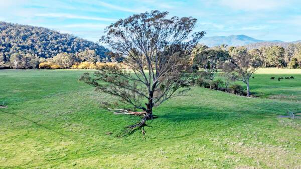 Historic King Valley grazing property goes to auction after 68 years