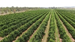 Large-scale irrigated operation with established citrus orchards