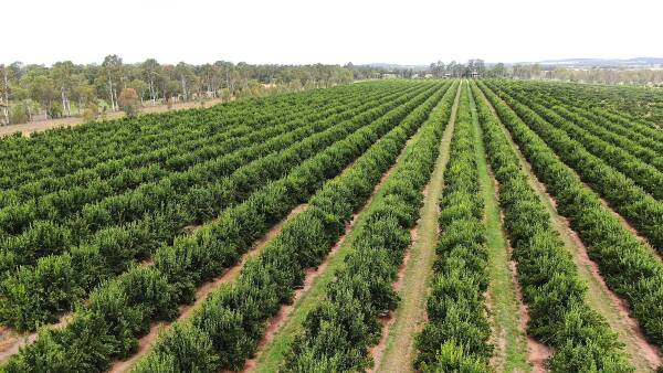 Large-scale irrigated operation with established citrus orchards
