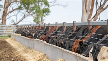 Explainer: why record feedlot numbers mask a stalled national herd rebuild