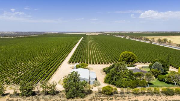 Woolpunda Vineyard presented as a standalone opportunity with flexibility