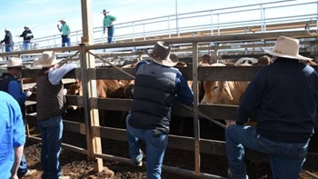 The four-figure surge: cattle prices break 1000c for first time since 2022