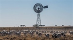 Explainer: how tight supply is overriding soft sheep meat export demand