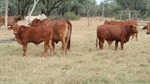 Sayah Park is well grassed cattle country for 1500-plus breeders | Video