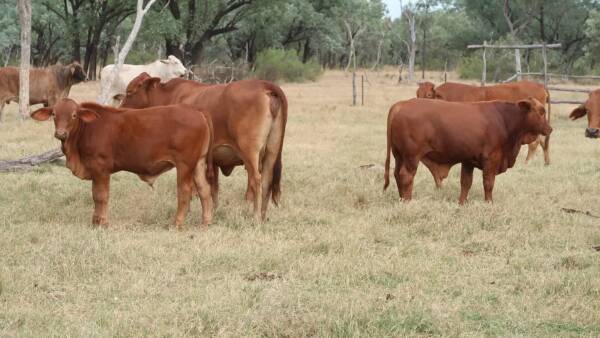 Sayah Park is well grassed cattle country for 1500-plus breeders | Video