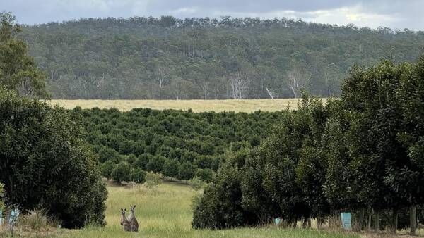 Why a $1.3b farming empire favours 'mum and dad' investors with big returns