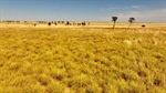 Grassed up grazing country makes $409/acre in strong auction result | Video