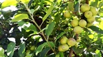 NZ buyer picks up Duxton Farms SA apple business for $9.2m