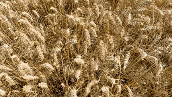 War risk is back on the menu, but will local growers see the benefits?