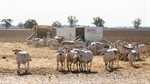 What the latest sheep and lamb slaughter data reveals about supply pressure