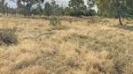 Auction of destocked country with carbon income now in September | Photos