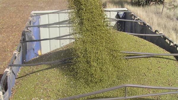'Do the right thing': mungbeans rejected by China after failed residue tests