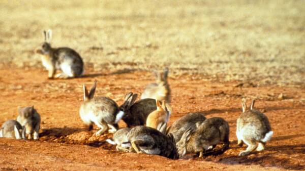 Myxomatosis to now: Australia's war on rabbits evolves as resistance grows