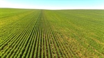 Big 11,995ha Nowingi Plains cropping portfolio for sale in the Mallee
