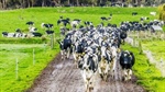 High rainfall and high-tech Timboon dairy farm offered walk-in walk-out