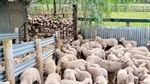 Long-held SA grazing farm for sale with 950 sheep included