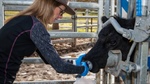 Sniffing success: investors tip Agscent digital nose is more than a preg test win