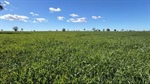 Banoon presents as versatile country that's 90 per cent arable | Photos
