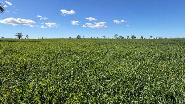 Banoon presents as versatile country that's 90 per cent arable | Photos