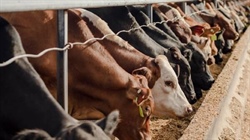 Beef asset demand drives ahead with $20 million-plus Vandyke Feedlot deal