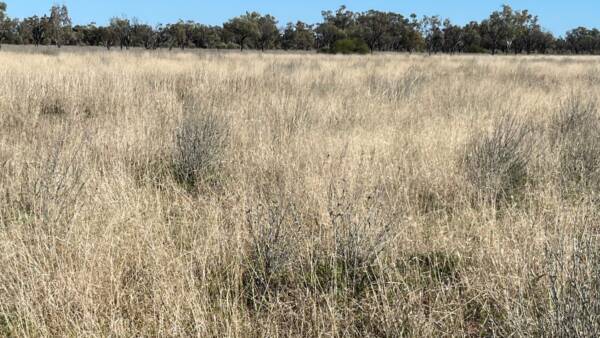 Turn Turn and Wittenburra impress with standout sheep, cattle productivity