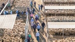 Are US producers asking the wrong question about Australian lamb imports?