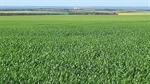 Chance to expand your cropping country with two central EP farms for sale