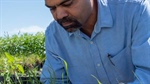 No single answer to paraquat restriction challenge but alternatives do exist