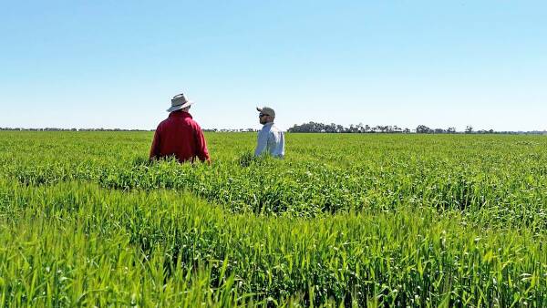 Investors asked to look again at two cropping ventures back on the market