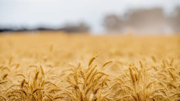 Beyond the Black Sea: the forces behind the wheat price rollercoaster