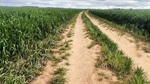 Boasting top crops and a good price, 815ha SA farm pitched at new starters