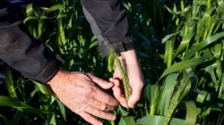 Grain market lessons: how 'averaging up' can manage growers' risk level