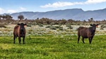 Families offer their iconic SA outback cattle station for sale after 144 years